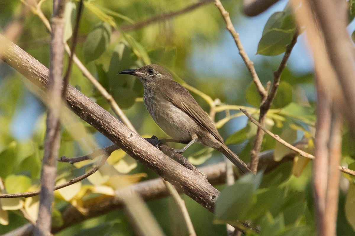 Silver-eared Honeyeater - Tony Palliser