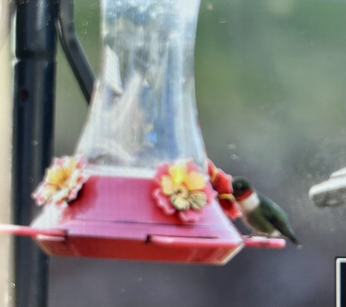 Ruby-throated Hummingbird - ML634681443