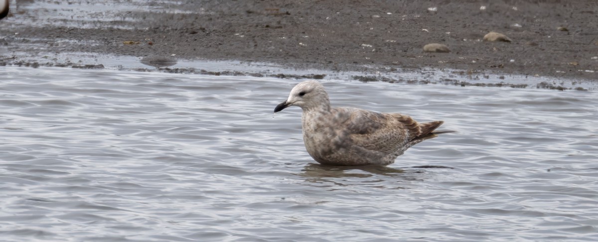 Iceland Gull (Thayer's) - ML634681551
