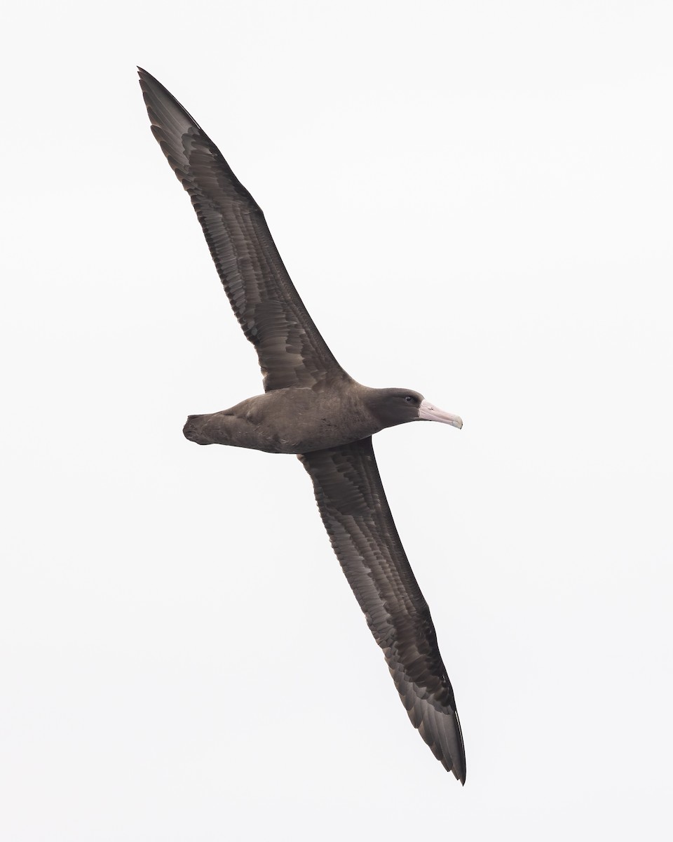 Short-tailed Albatross - Dorian Anderson