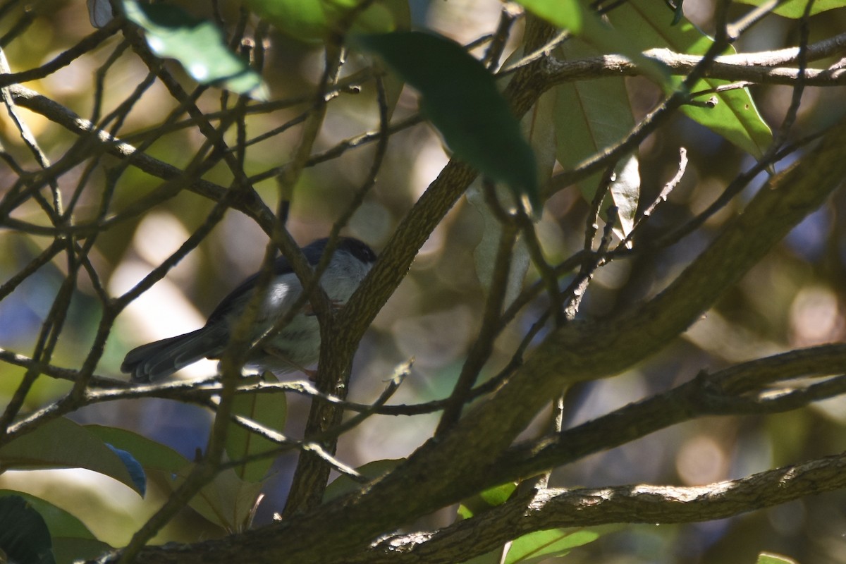 Brown-headed Apalis - ML634681777