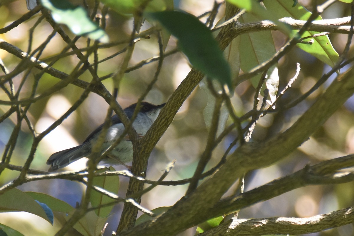 Brown-headed Apalis - ML634681778