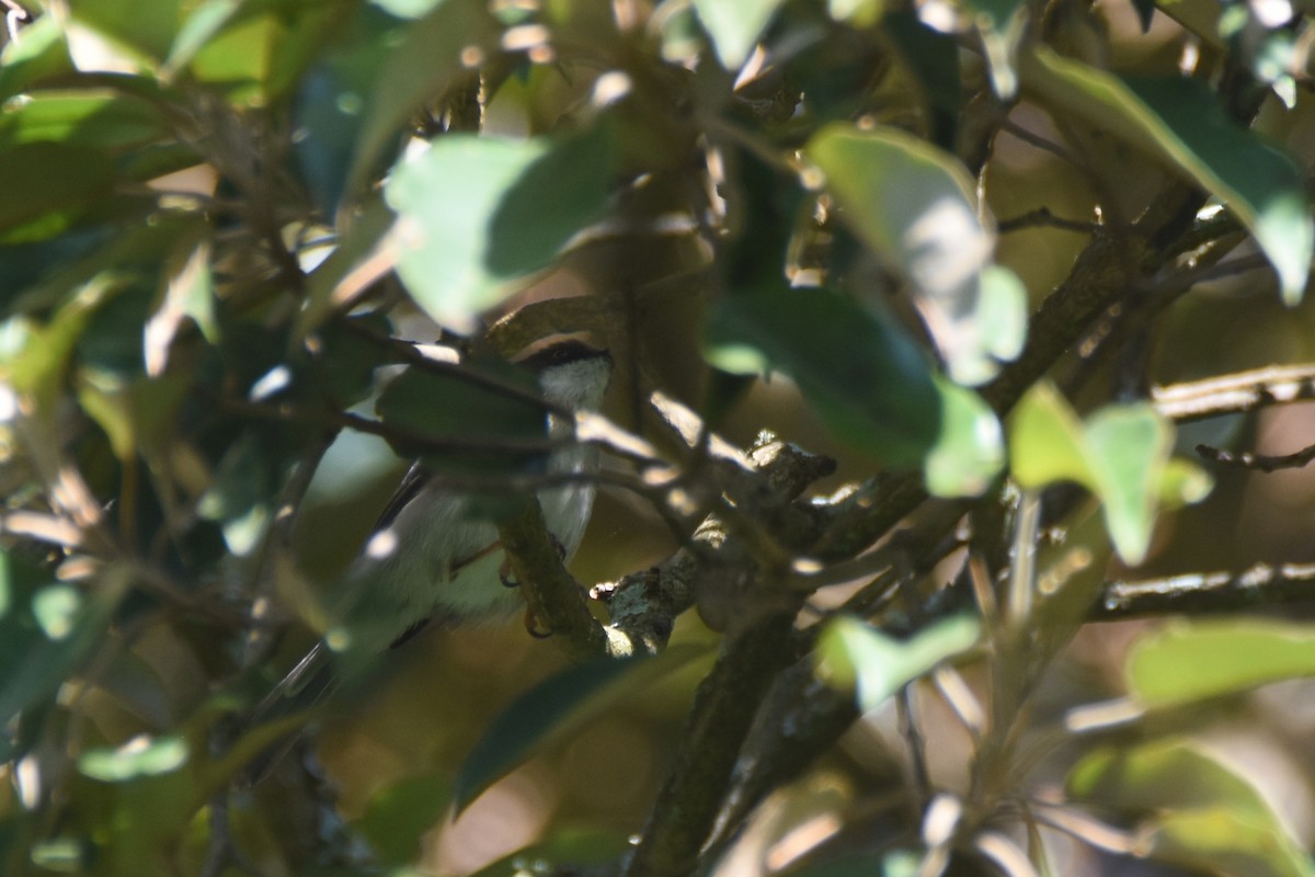 Brown-headed Apalis - ML634681779