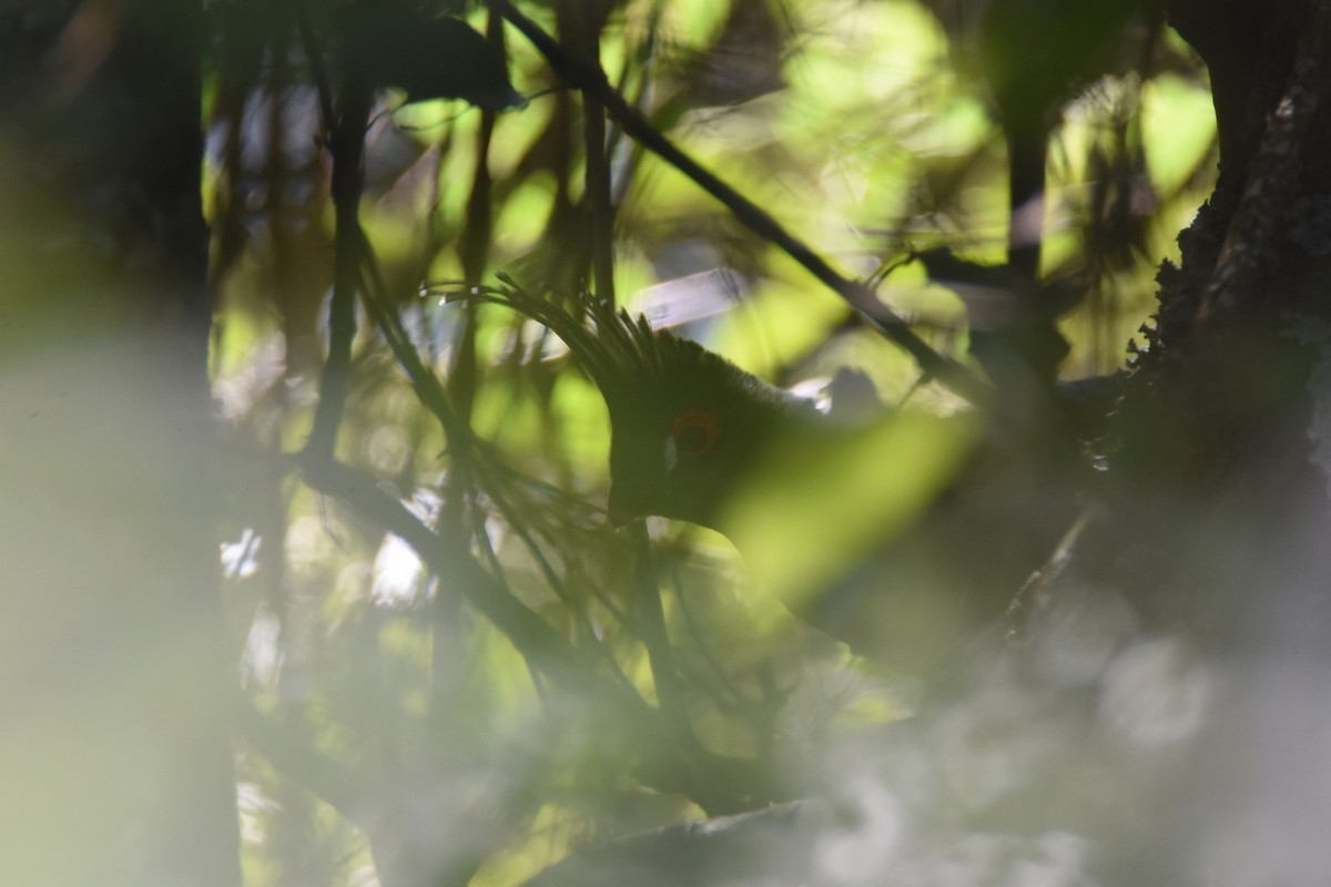Schalow's Turaco - ML634681852