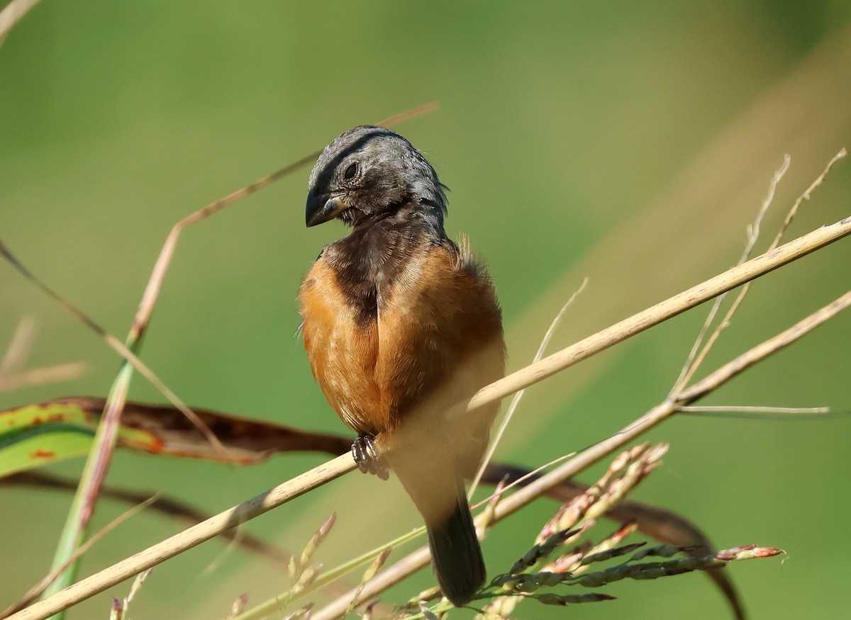 Dark-throated Seedeater - ML634681915