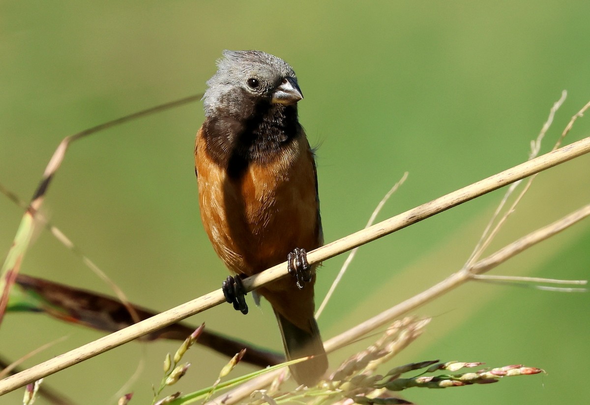 Dark-throated Seedeater - ML634681934
