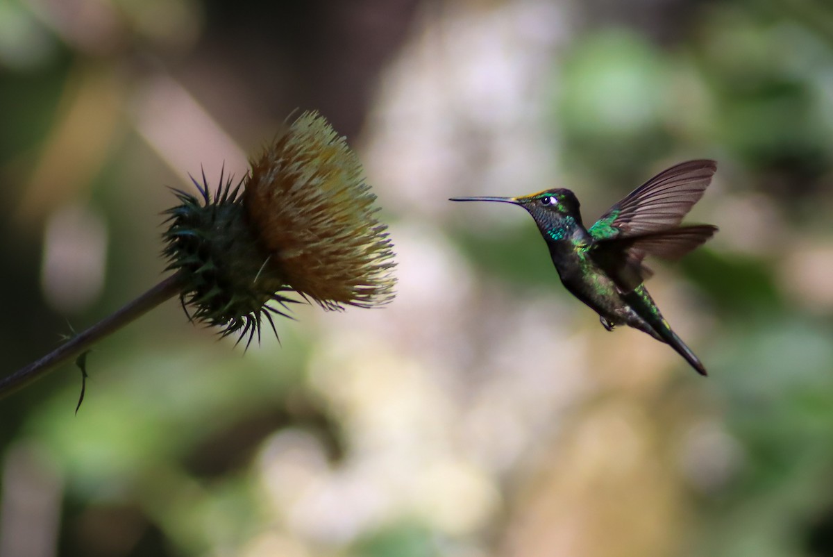 Violettkron-Brillantkolibri - ML634681949