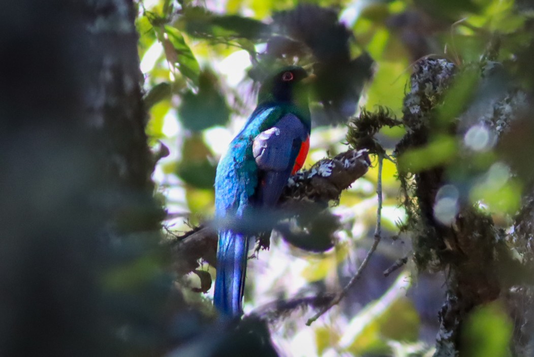 Bronzetrogon - ML634681963
