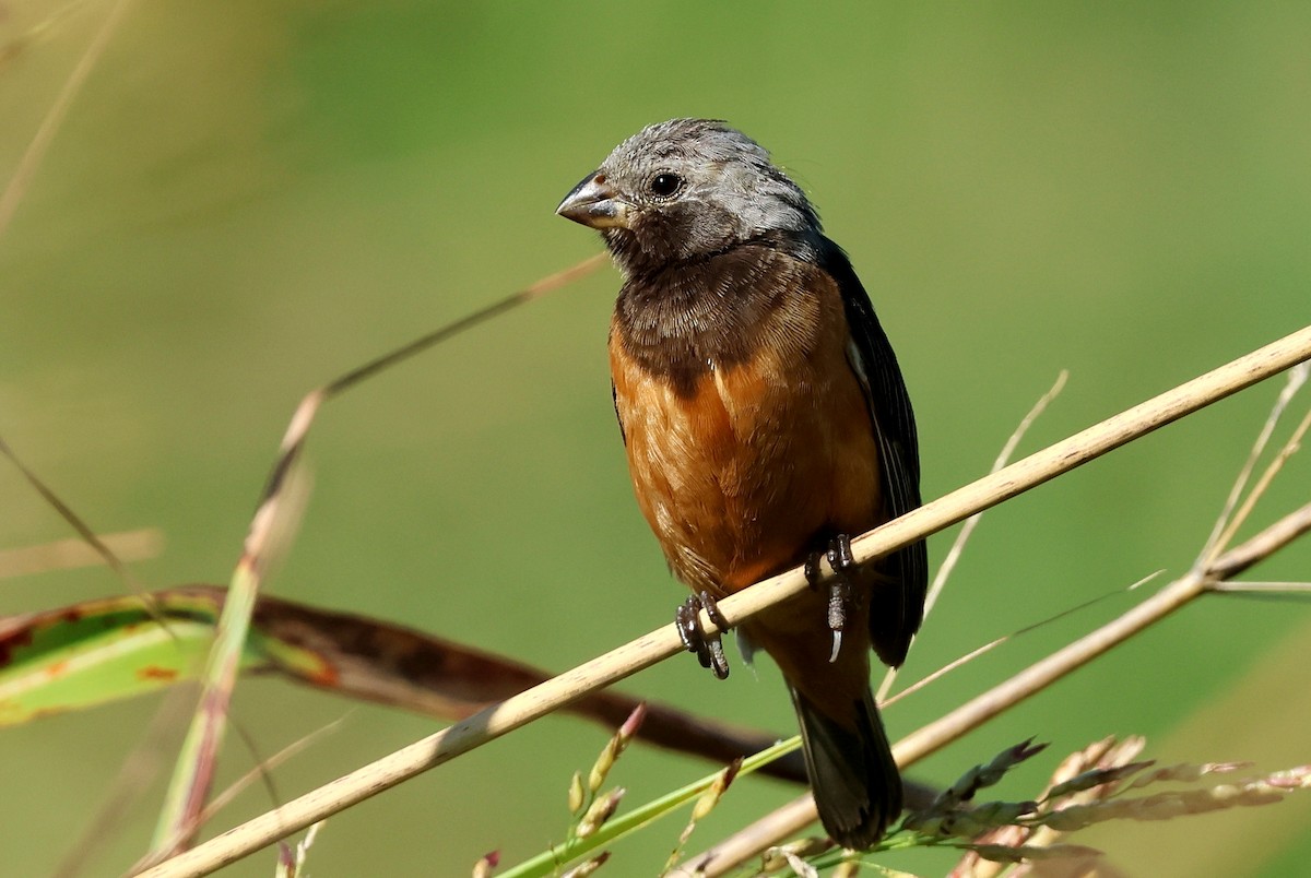 Dark-throated Seedeater - ML634681970