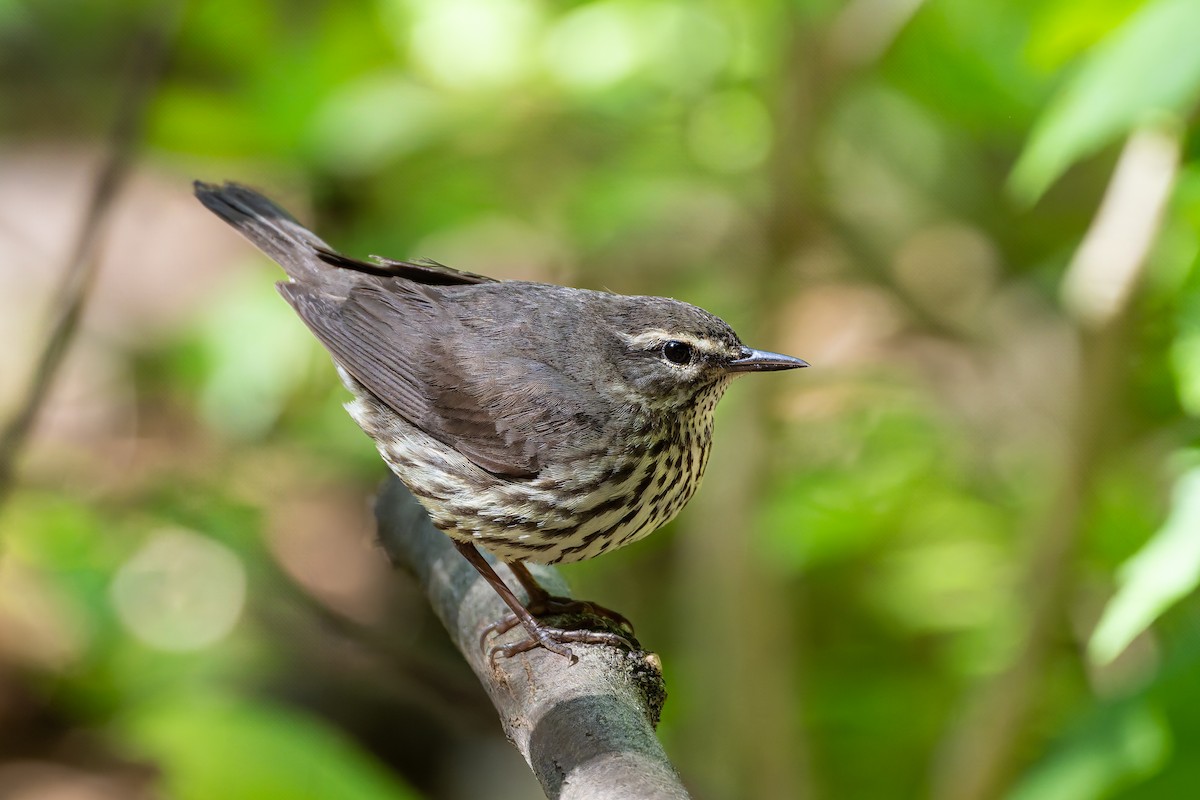 Northern Waterthrush - ML634682011