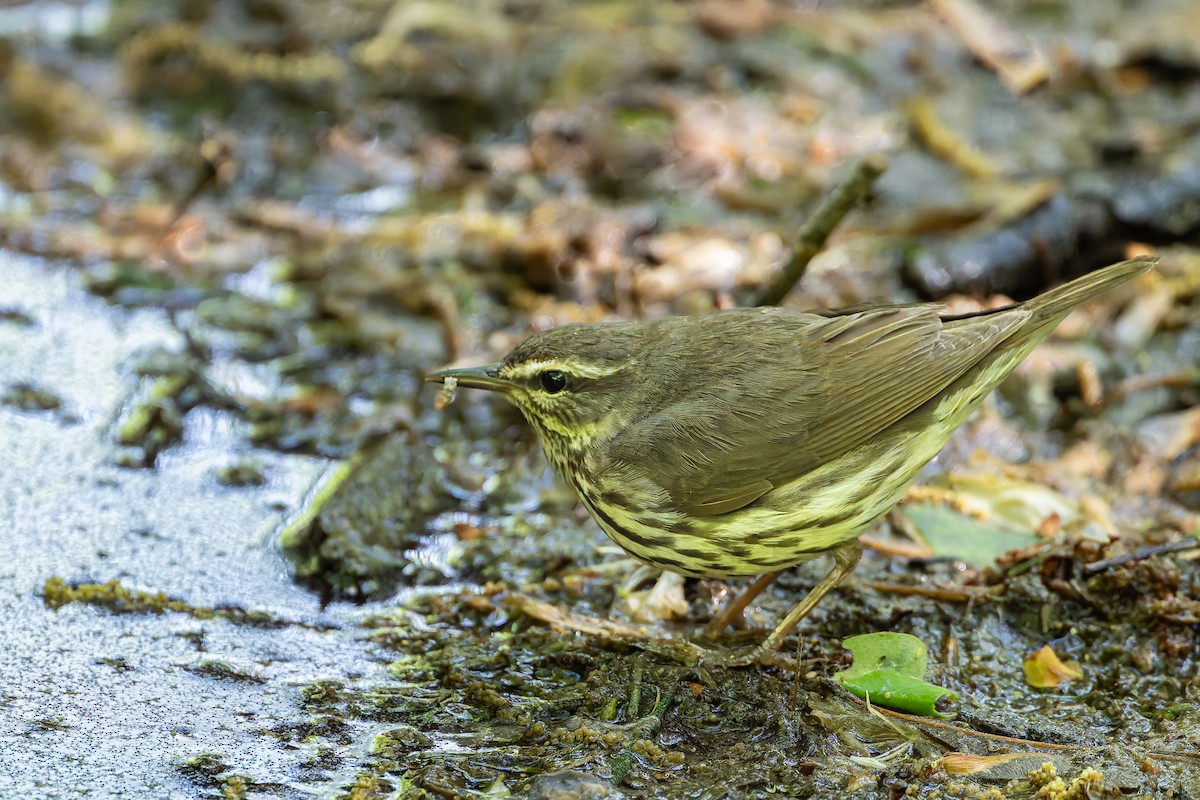 Northern Waterthrush - ML634682021