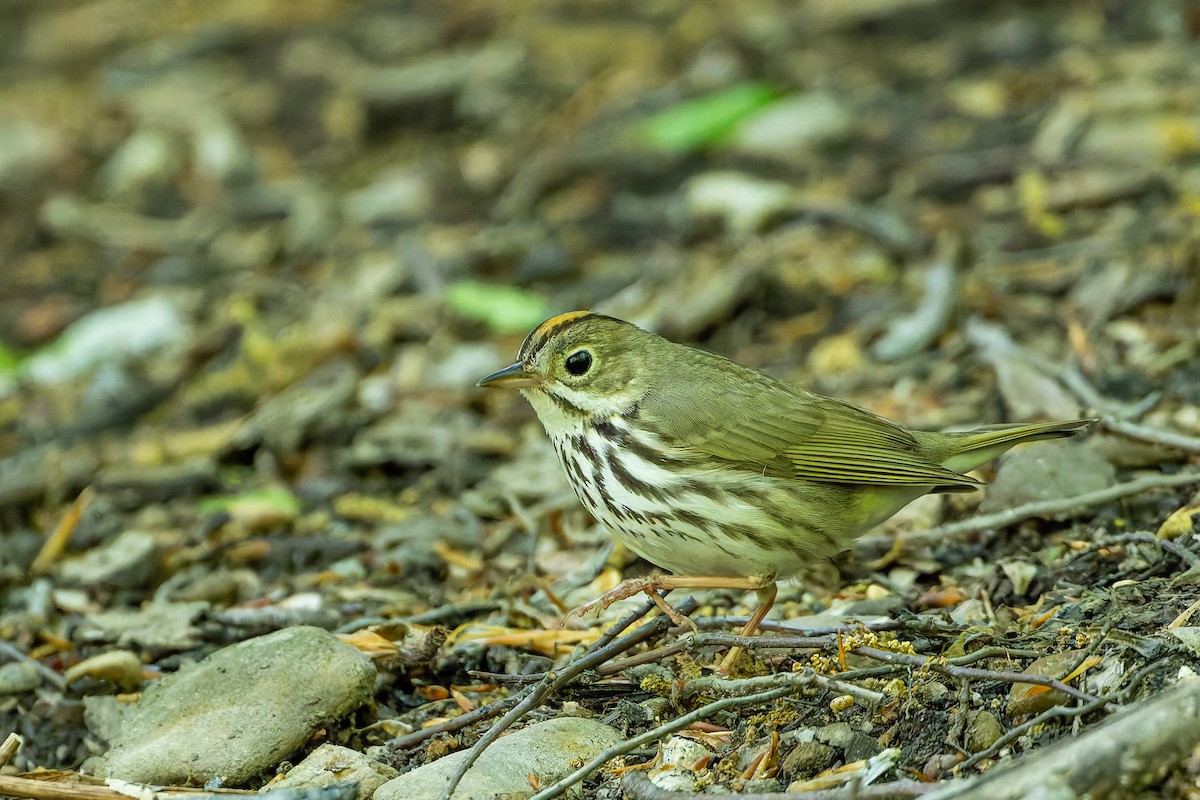 Ovenbird - James Spitznas