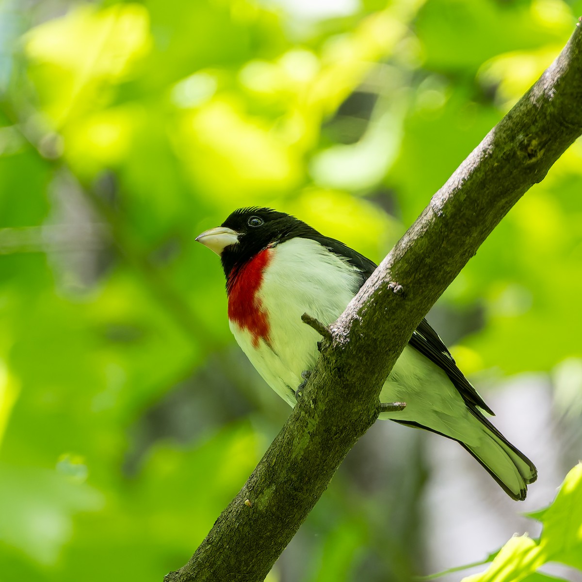 Rose-breasted Grosbeak - ML634682048
