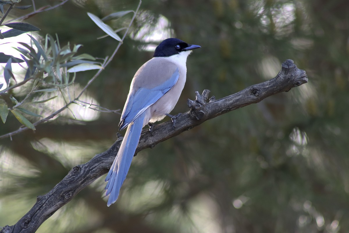 Iberian Magpie - ML634682171