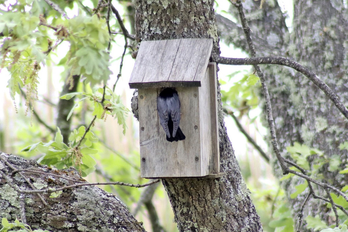 Storno nero - ML634682197