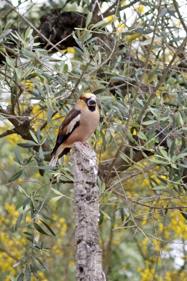 Frosone - ML634682222