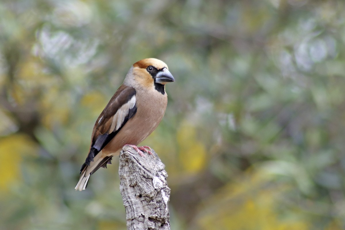 Frosone - ML634682223