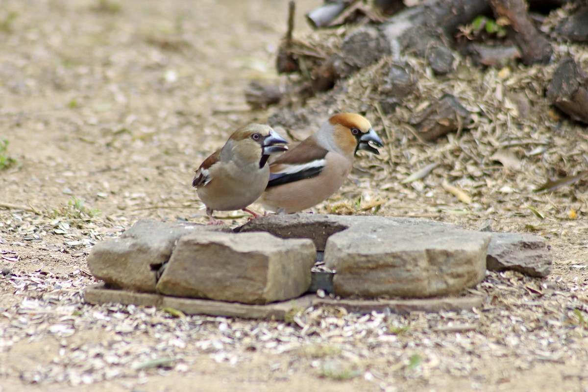 Frosone - ML634682224