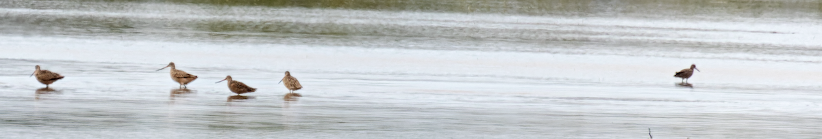 Willet - ML634682244