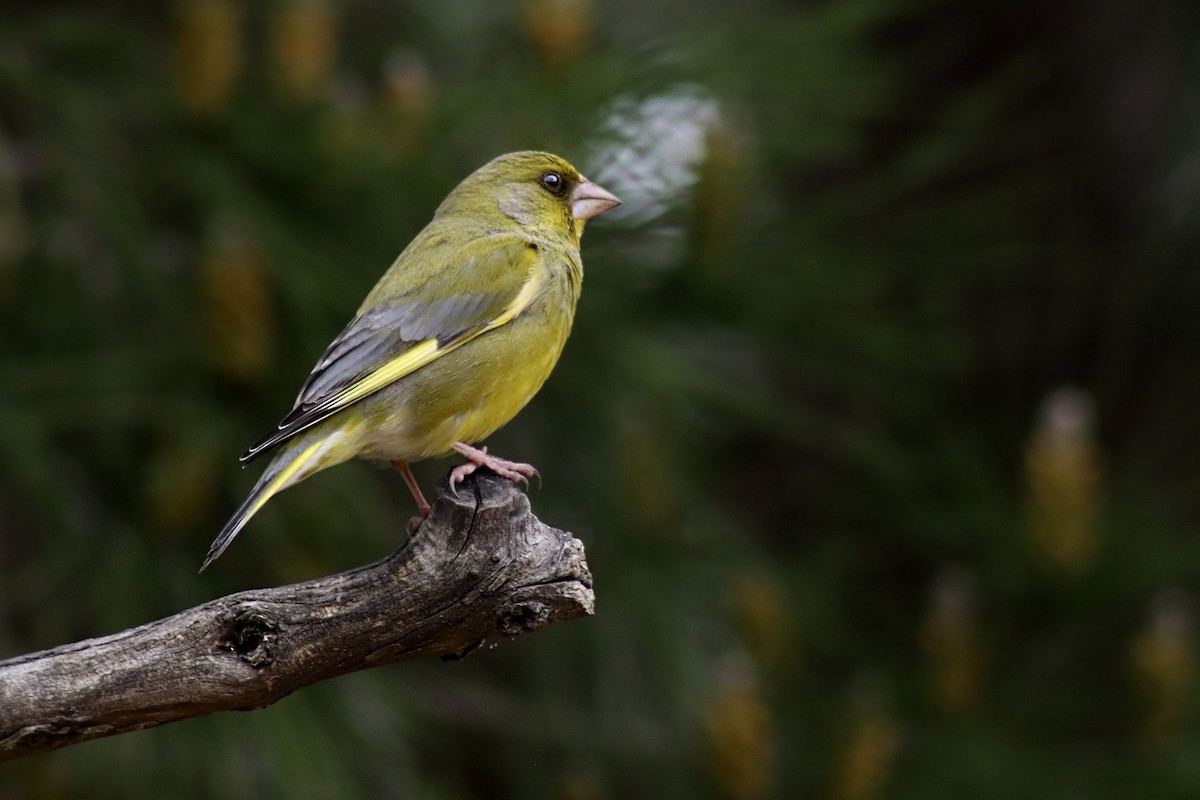 Verdone - ML634682248