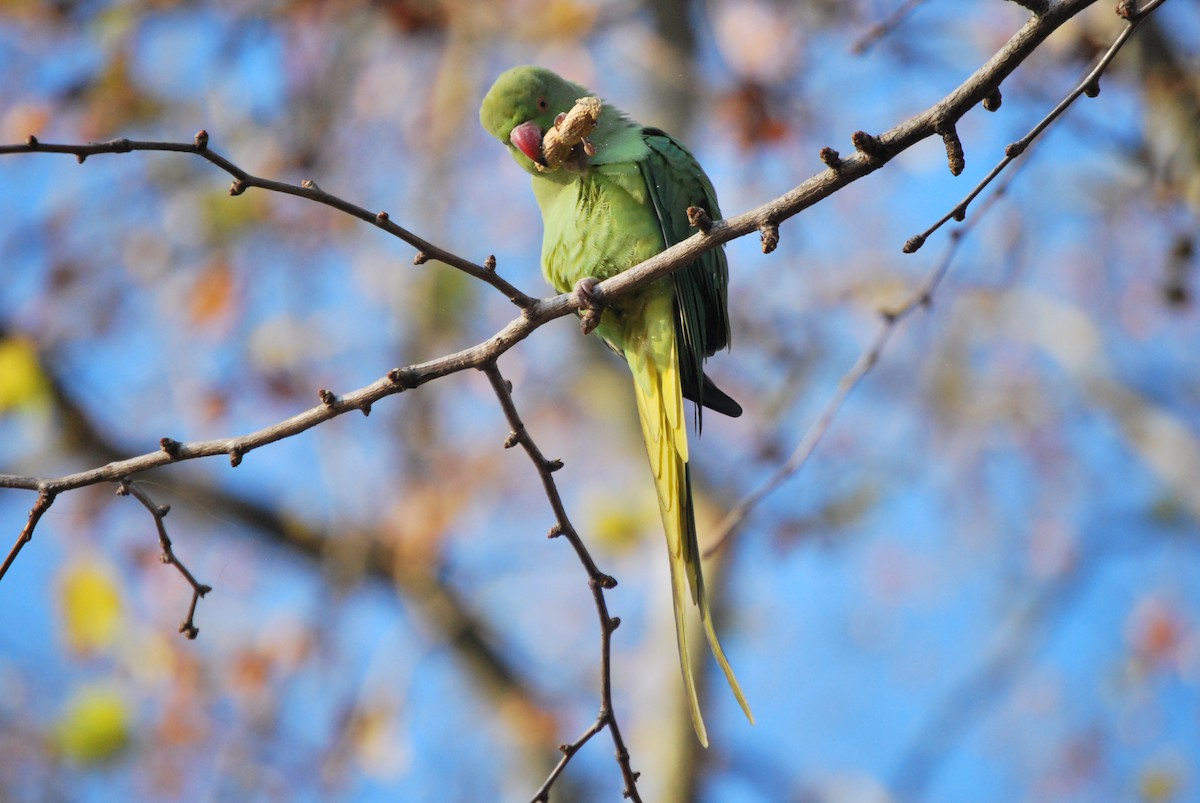 Rose-ringed Parakeet - ML634682398