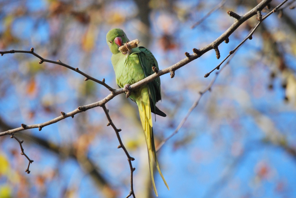Rose-ringed Parakeet - ML634682433
