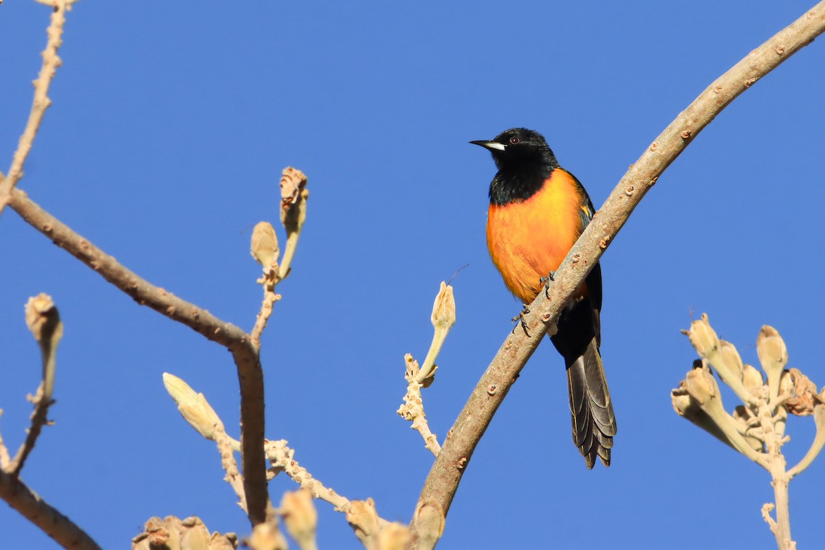Black-vented Oriole - ML634682471