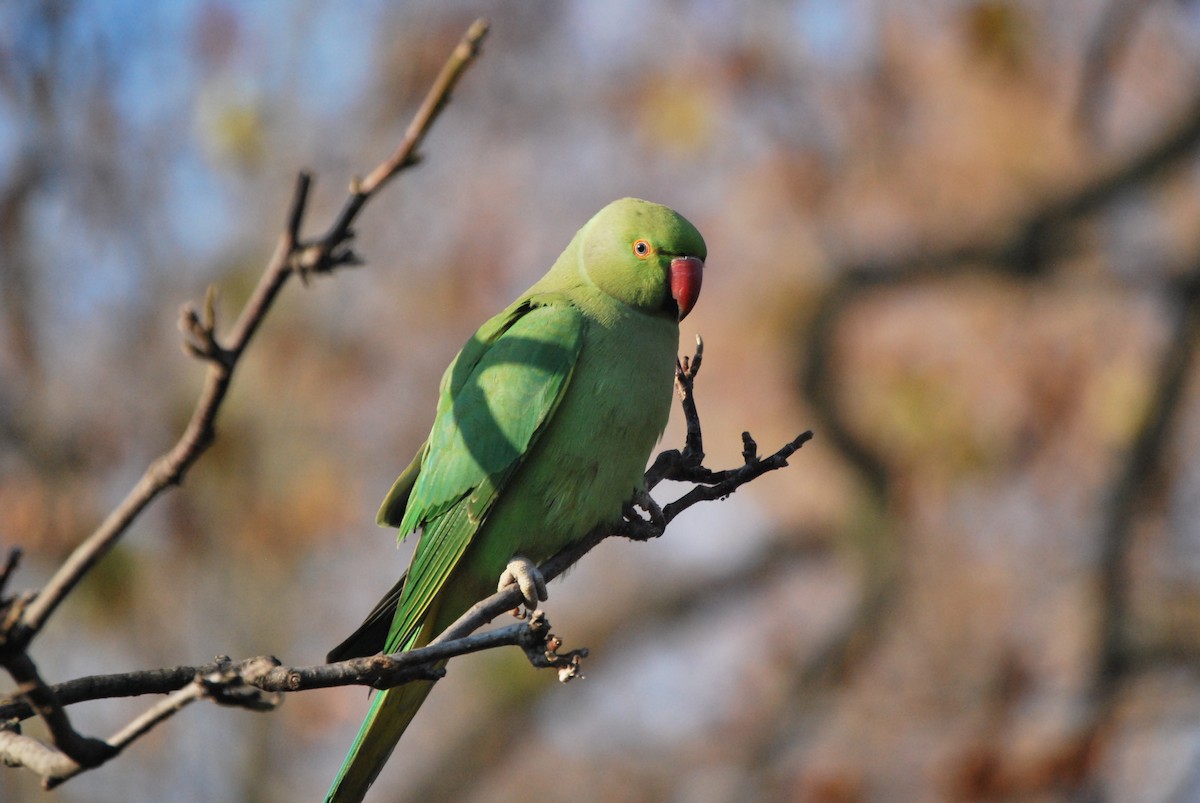 Rose-ringed Parakeet - ML634682473