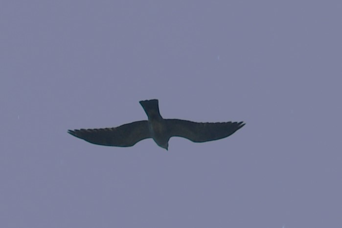 Mississippi Kite - ML634682557