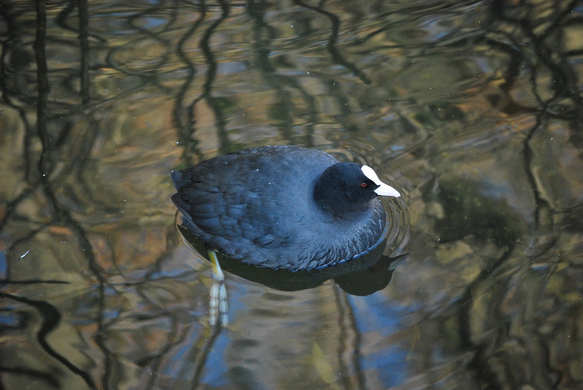 Eurasian Coot - ML634682580
