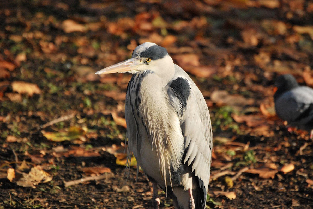 Gray Heron - ML634682610