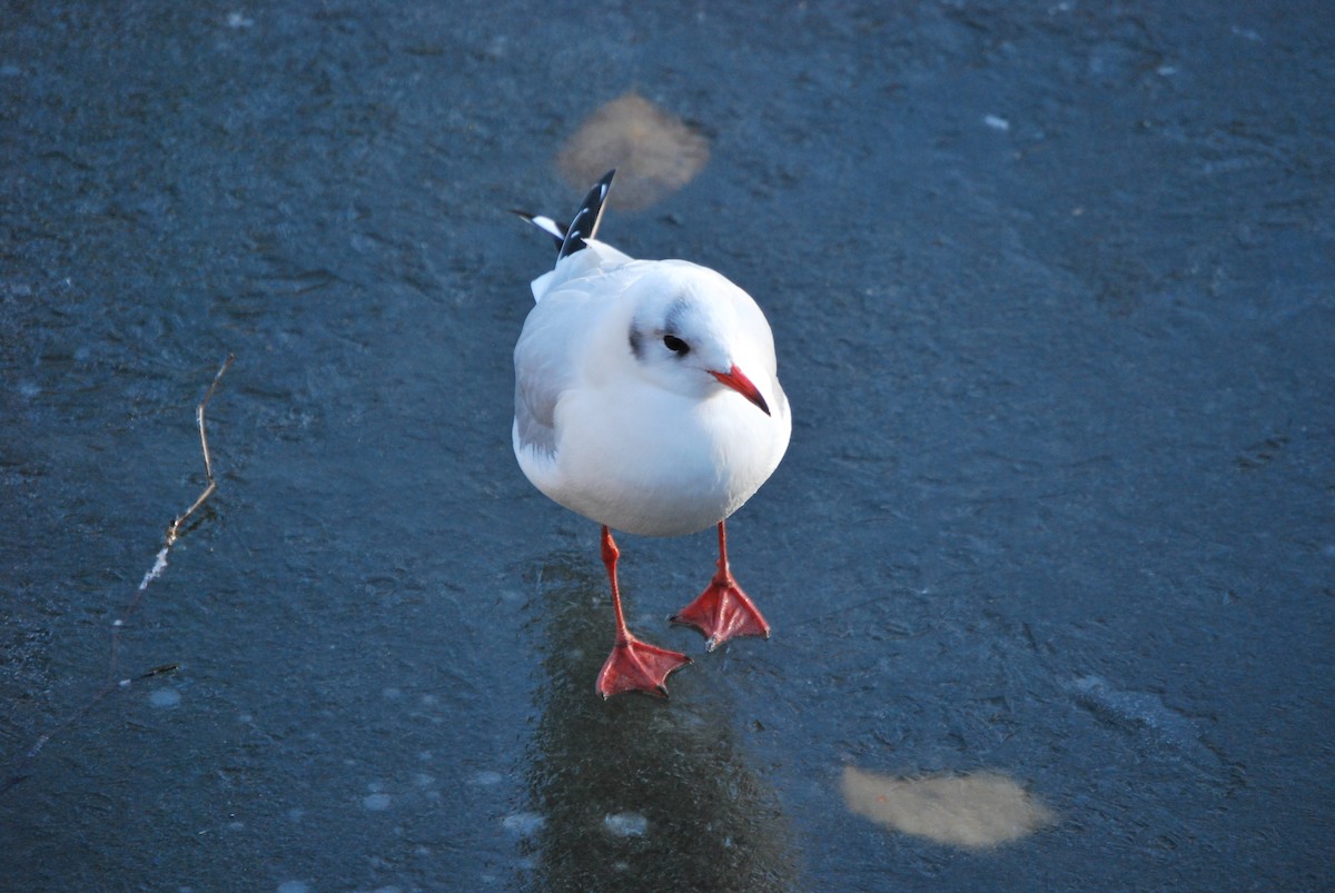 Black-headed Gull - ML634682650