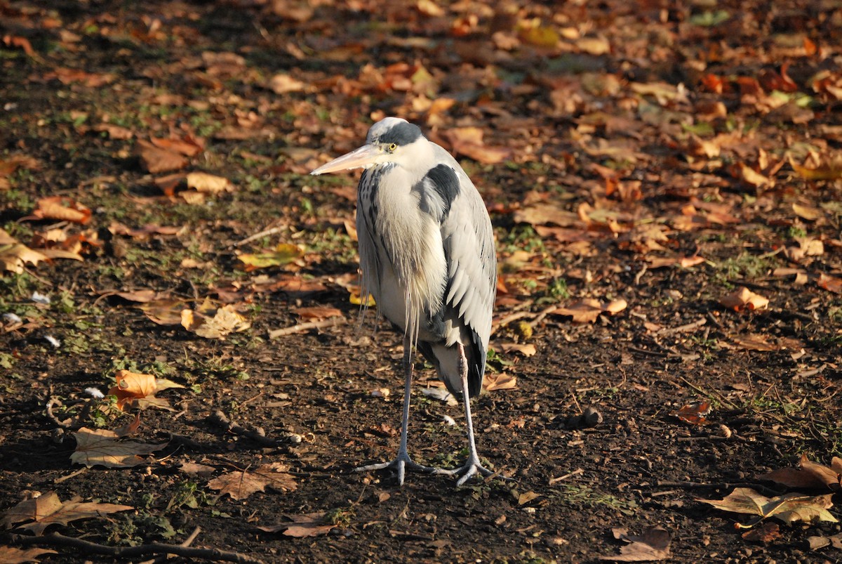 Gray Heron - ML634682675
