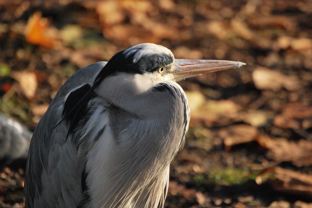 Gray Heron - ML634682688