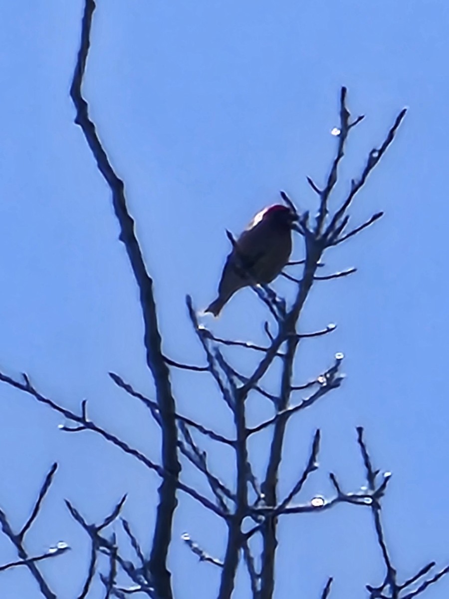 Purple Finch - ML634682695