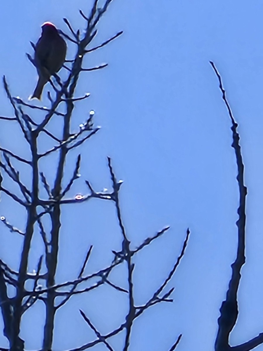 Purple Finch - ML634682696