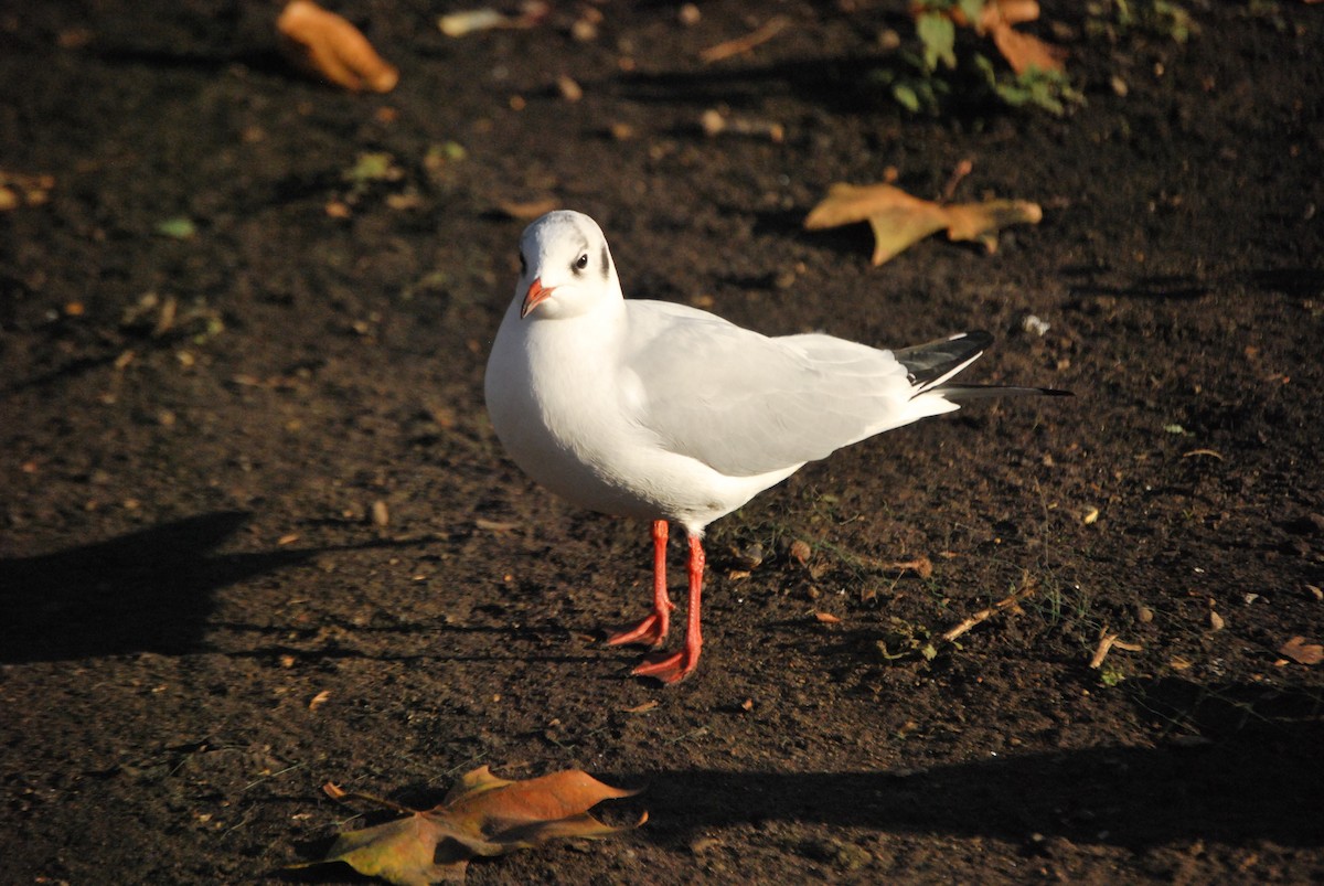 Black-headed Gull - ML634682703