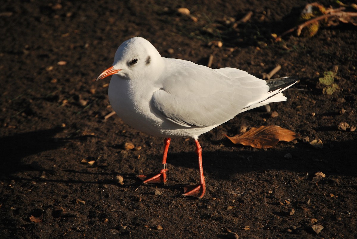 Black-headed Gull - ML634682716