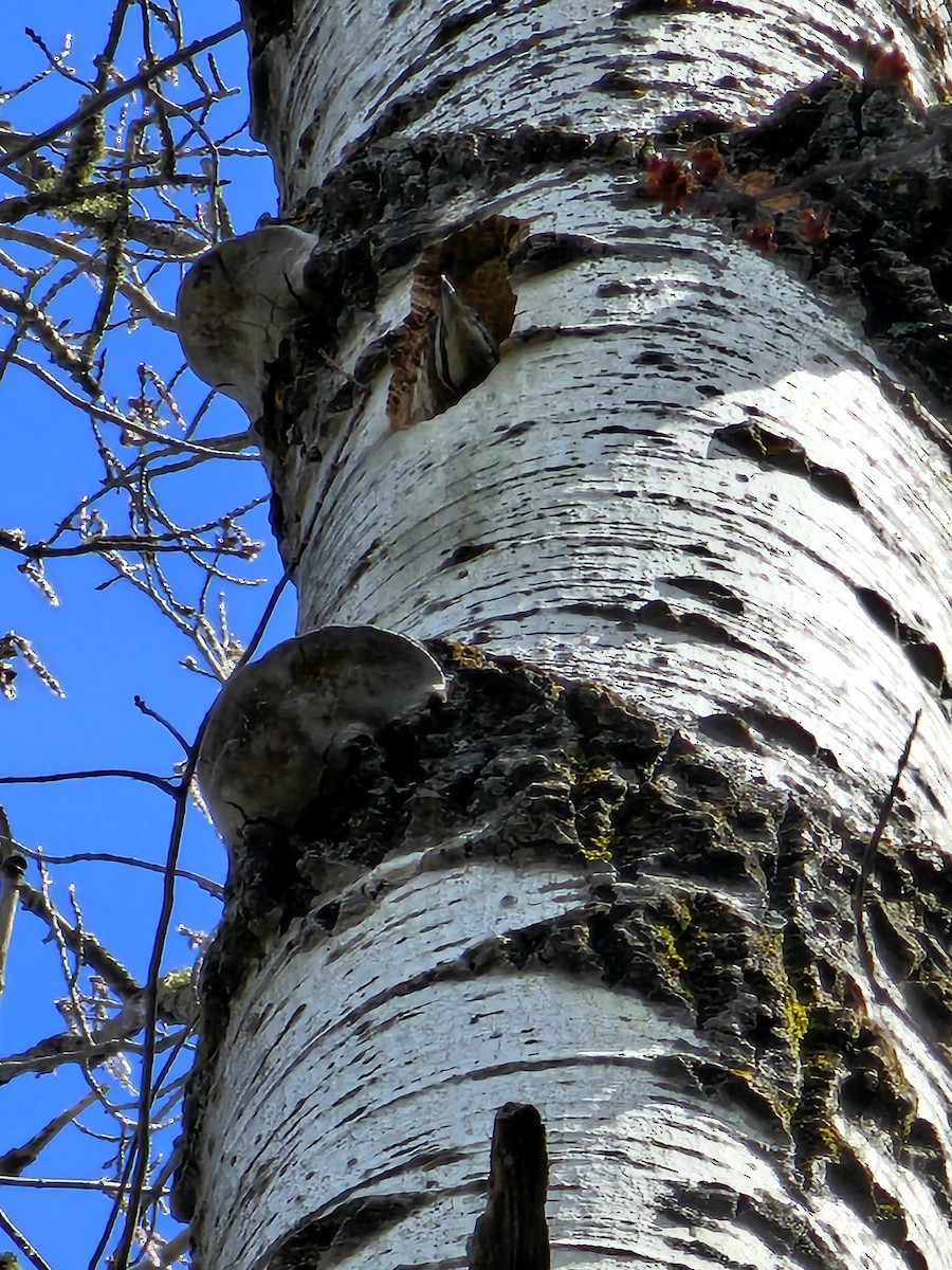 Pileated Woodpecker - ML634682718