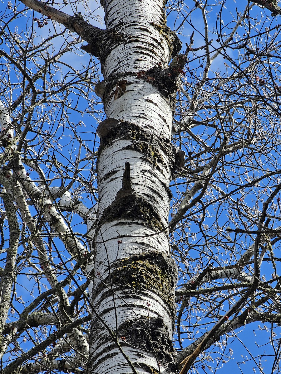 Pileated Woodpecker - ML634682727