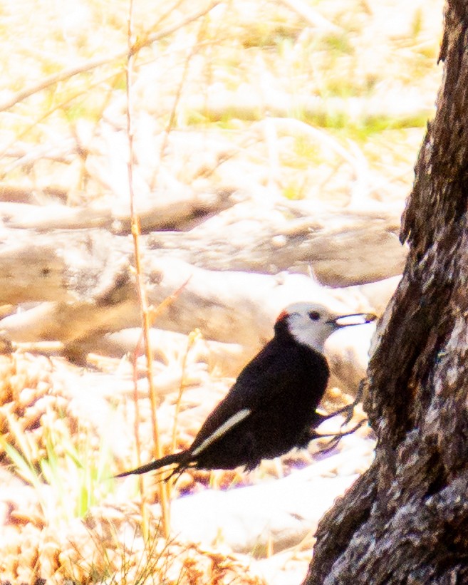 White-headed Woodpecker - ML634682811