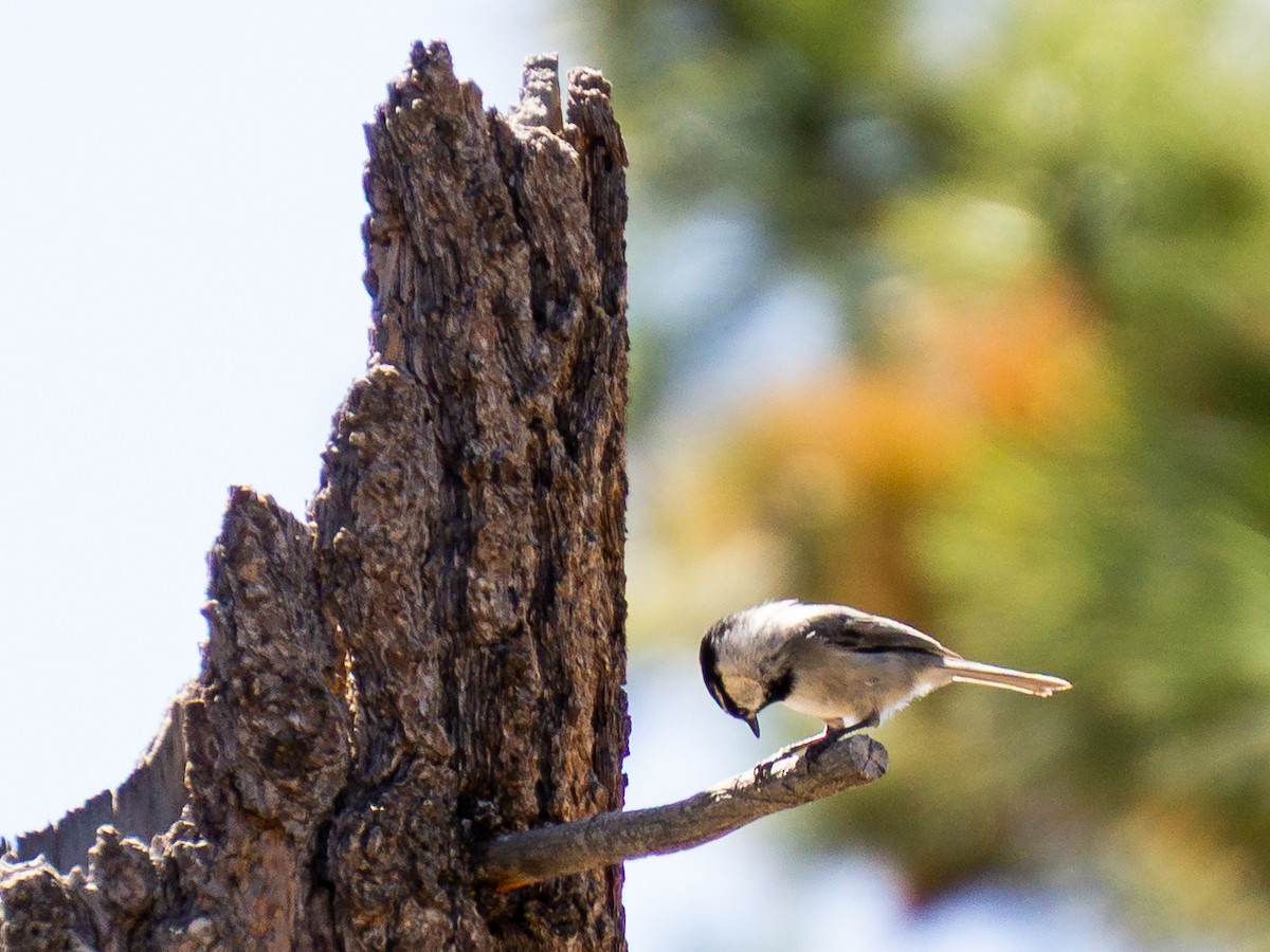 Mountain Chickadee - ML634682821