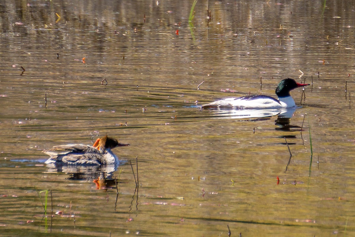 Common Merganser - ML634682834