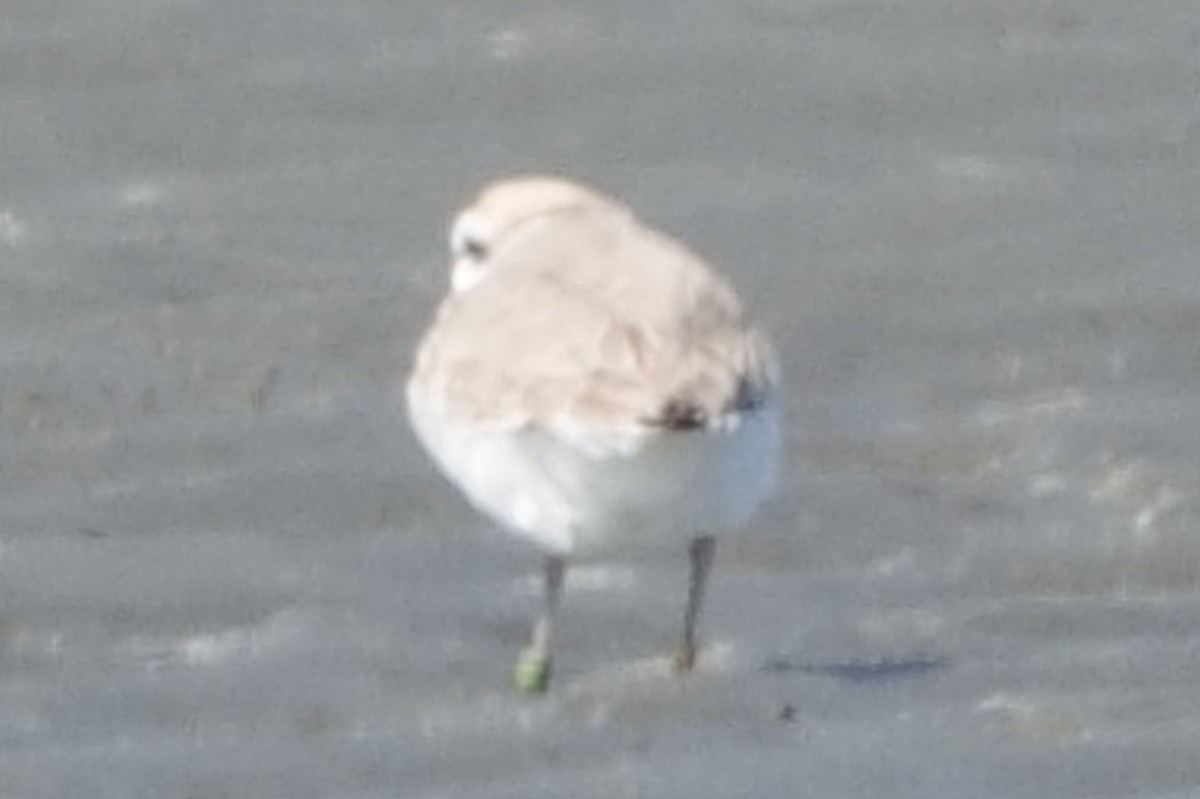Snowy Plover - ML634682968