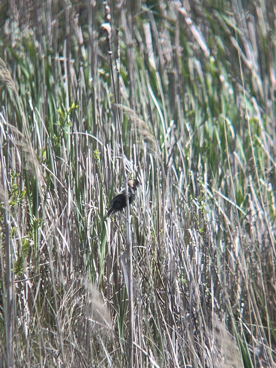 Bobolink - ML634683060