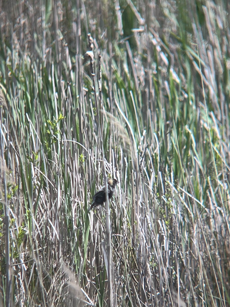 Bobolink - ML634683061