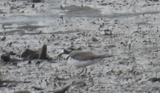 Semipalmated Plover - ML634683067