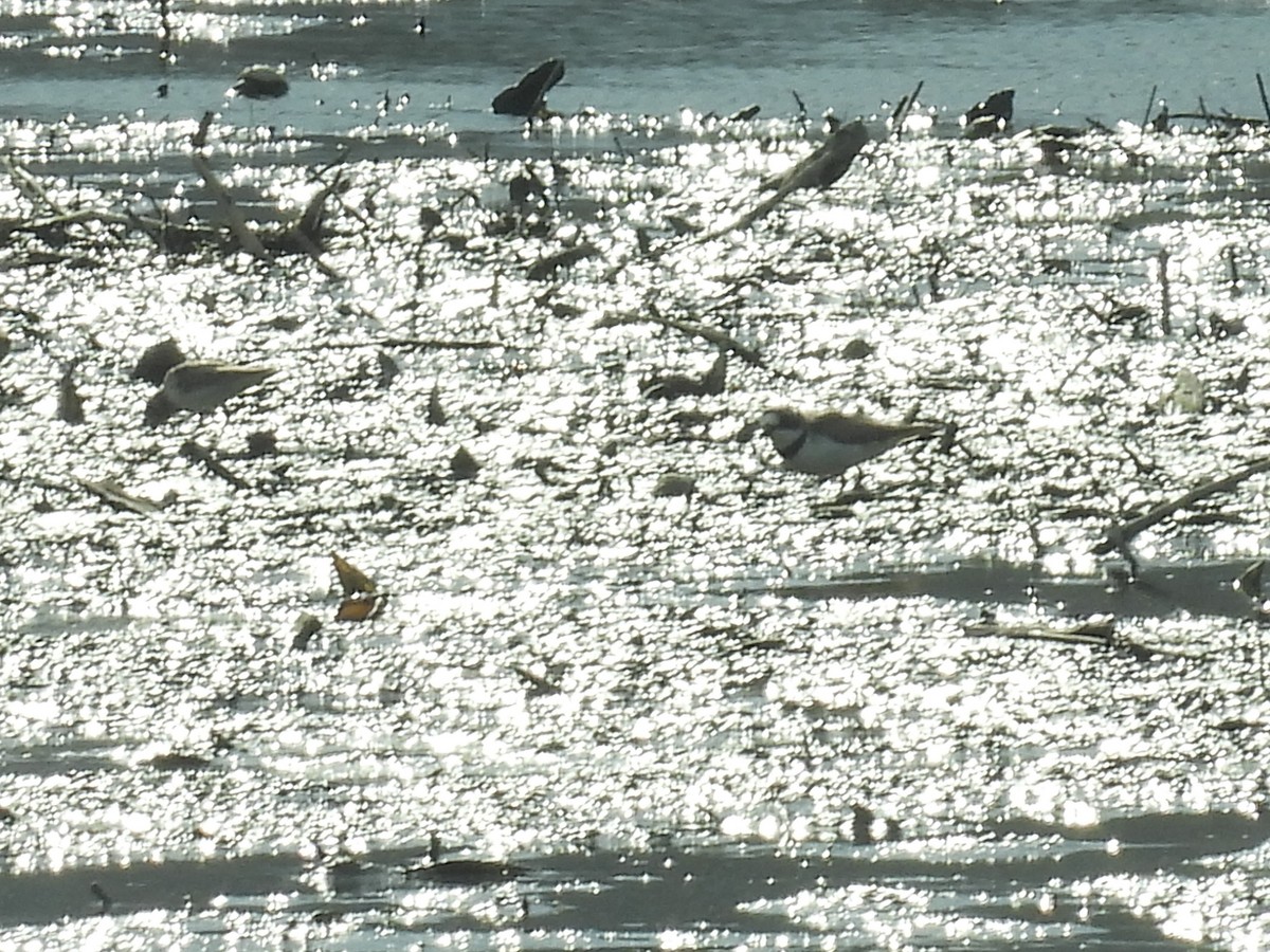 Semipalmated Plover - ML634683068