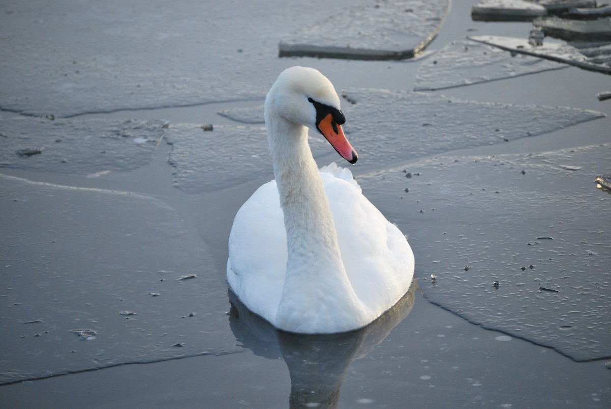 Mute Swan - ML634683087