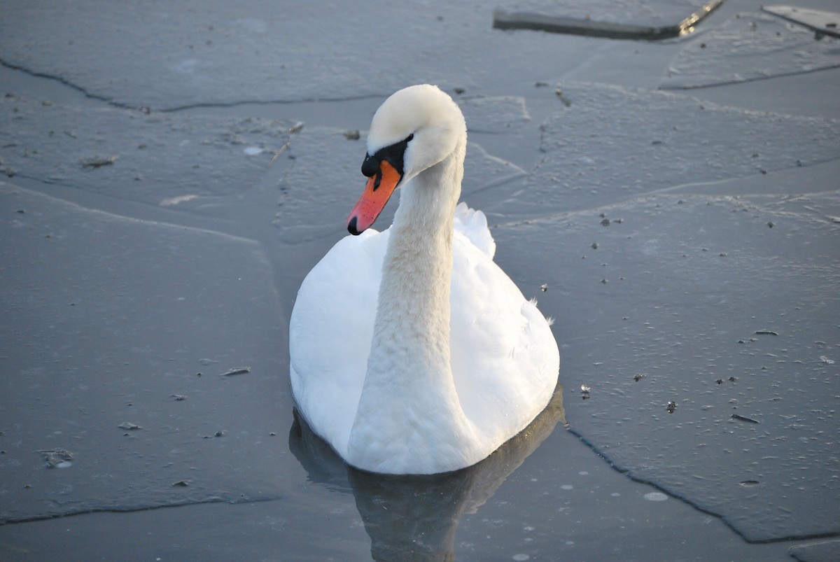 Mute Swan - ML634683100